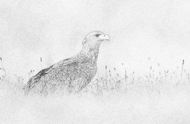 Beyaz kuyruklu kartal (Haliaeetus albicilla) - çizim