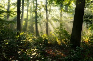 Ormanda güneşli güzel bir sabah