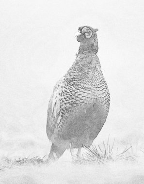 Halka yakalı Sülün (Phasianus colchicus) - skeç