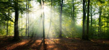 Ormanda güneşli güzel bir sabah