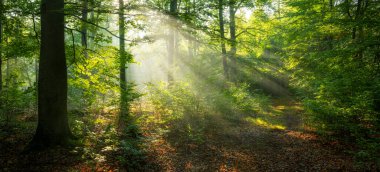 Sihirli ormanda güneşli güzel bir sabah