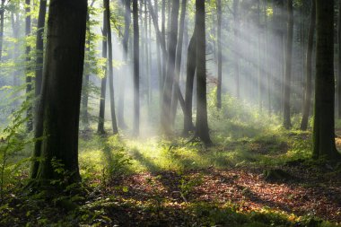 Sihirli ormanda güneşli güzel bir sabah