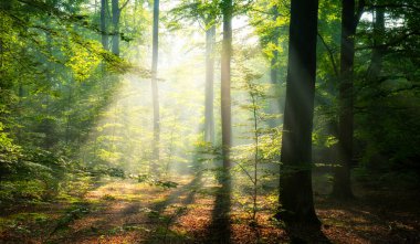 Sihirli ormanda güneşli güzel bir sabah
