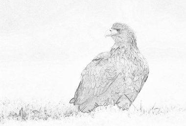 Beyaz kuyruklu kartal (Haliaeetus albicilla) - çizim