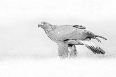 Altın Kartal (Aquila chrysaetos) - skeç 