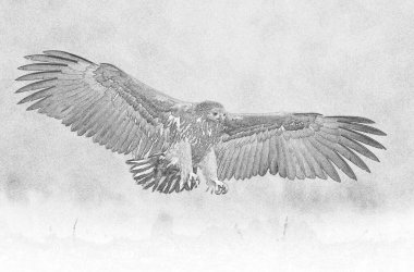 Beyaz kuyruklu kartal (Haliaeetus albicilla) - çizim