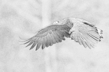 Beyaz kuyruklu kartal (Haliaeetus albicilla) - çizim