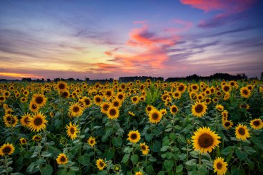 Ayçiçeği tarlasında güzel gün batımı