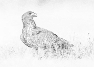 Beyaz kuyruklu kartal (Haliaeetus albicilla) - çizim