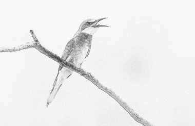 Avrupa arı yiyici (Merops apiaster) skeci