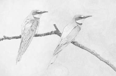 Avrupa arı yiyici (Merops apiaster) skeci