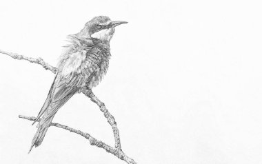 Avrupa arı yiyici (Merops apiaster) skeci