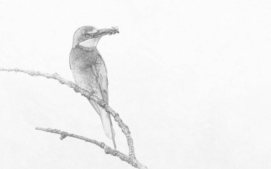 Avrupa arı yiyici (Merops apiaster) skeci