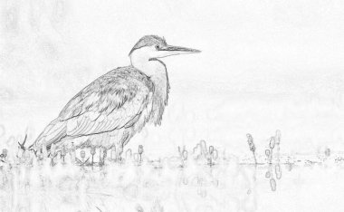 Gri balıkçıl (Ardea cinerea) çizimi