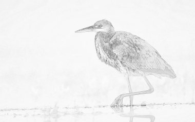 Gri balıkçıl (Ardea cinerea) çizimi