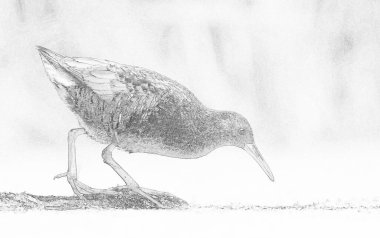 Su Demiryolu (Rallus aquaticus) çizimi