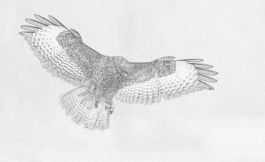 Yaygın akbabalar (Buteo buteo) skeci