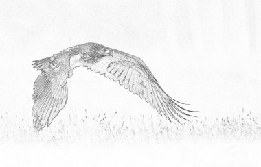 Beyaz kuyruklu kartal (Haliaeetus albicilla) çizimi