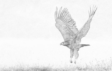 Beyaz kuyruklu kartal (Haliaeetus albicilla) çizimi