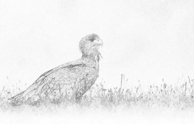 Beyaz kuyruklu kartal (Haliaeetus albicilla) çizimi