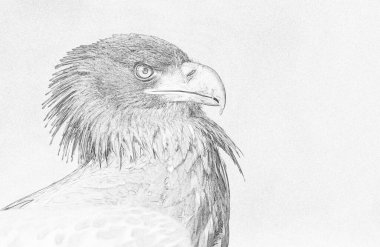 Beyaz kuyruklu kartal (Haliaeetus albicilla) çizimi