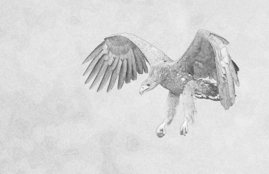 Beyaz kuyruklu kartal (Haliaeetus albicilla) çizimi