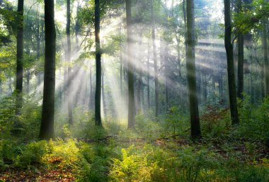 Sihirli ormanda güneşli güzel bir sabah