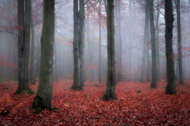 Ormanda sisli bir gün 