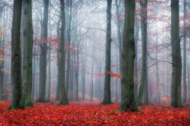 Kayın ormanlarında sonbahar 