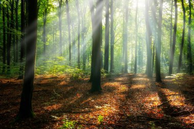 Sihirli ormanda güneşli güzel bir sabah
