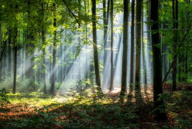 Sihirli ormanda güneşli güzel bir sabah