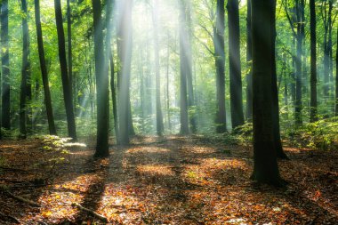 Sihirli ormanda güneşli güzel bir sabah
