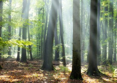 Sihirli ormanda güneşli güzel bir sabah