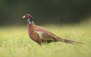 Halka yakalı Sülün (Phasianus colchicus) erkek