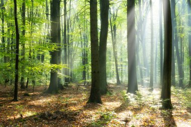 Ormanda güneşli güzel bir sabah