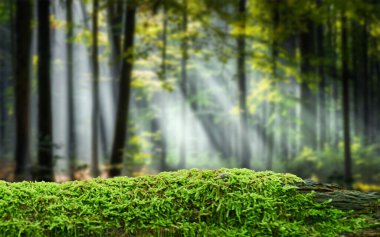 Ürün görüntüleme montajları için yeşil yosun günlük arkaplanı