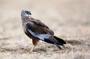 Western Marsh harrier (Circus aeruginosus) - erkek
