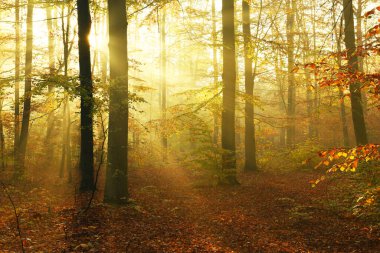 Ormanda güzel bir sonbahar sabahı