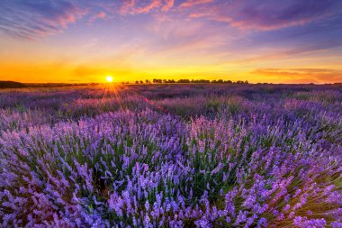 Güzel lavanta tarlası günbatımı manzarası