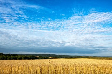 Yaz tarlalarında güzel bulutlu gökyüzü