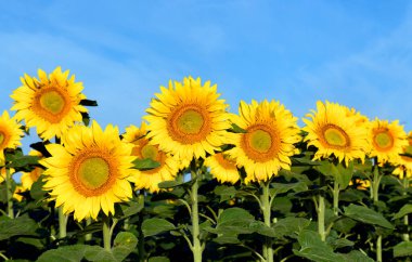 Ayçiçeği tarlasında güzel bir yaz günü