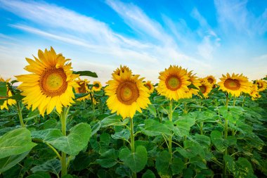 Ayçiçeği tarlasında güzel bir yaz günü