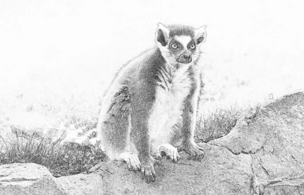 여우원숭이 Lemur Catta 스케치 — 스톡 사진