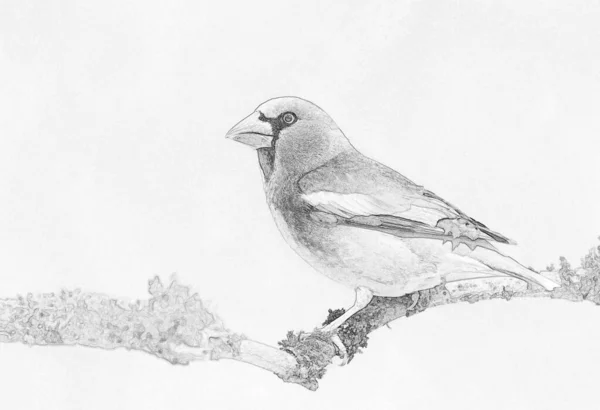 Hawfinch Coccothraustes Cothraustes 스케치 — 스톡 사진