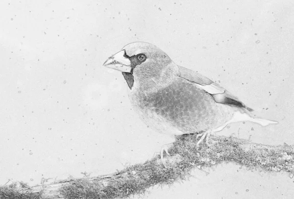 Hawfinch Coccothraustes Coccothraustes — 图库照片