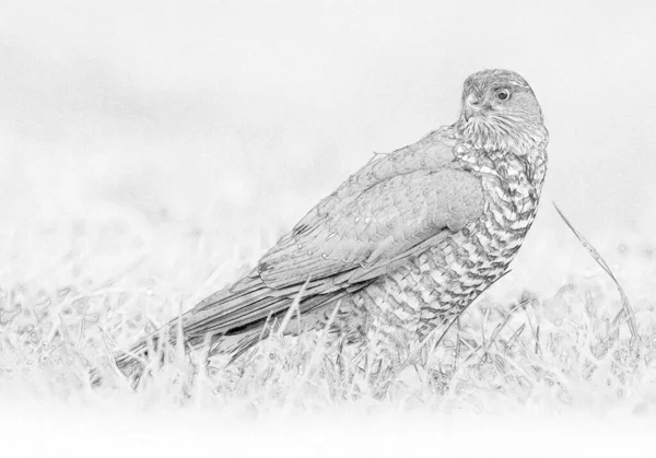 Euarsian Sarrowhawk Accipiter Nisus Sketch — Stock Photo, Image