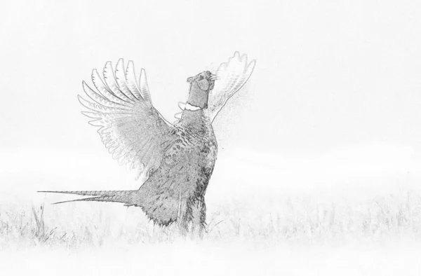 Ringneck Pheasant Phasianus Colchicus Sketch — Stock Photo, Image