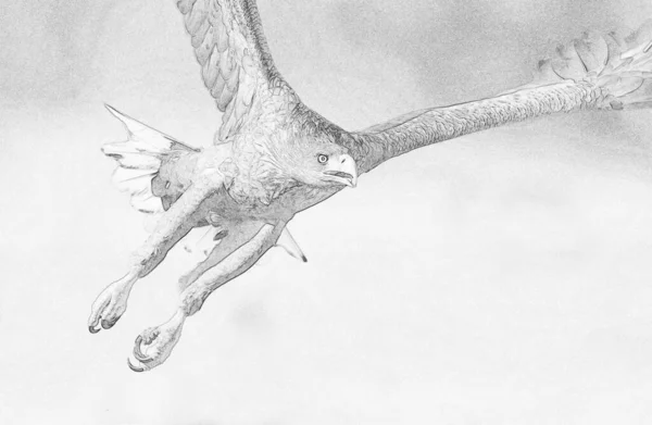 白尾ワシ ハリエトゥス アルビキラ のスケッチ — ストック写真