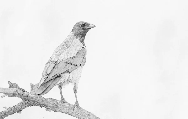 Haubenkrähe Corvus Corone Skizze — Stockfoto