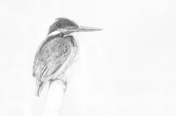 Kingfisher Alcedo Atthis Close Sketch — стокове фото